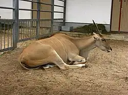 Степная канна (Taurotragus oryx), вид внесён в Красную книгу МСОП