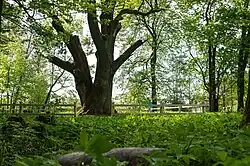 Дуб-великан в аг. Ситцы