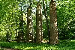 Фрагменты усадьбы Домейко в аг. Ситцы