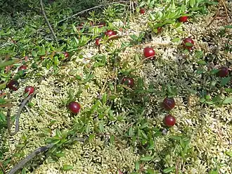 Клюква обыкновенная (Vaccinium oxycoccos)