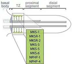 MKS-протеины необходимы для функционирования т. н. «транзитной зоны» цилии (TZ), выполняя роль внутрицилийного фильтра