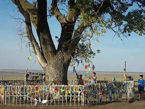 Поклонение калмыцких буддистов возле тополя