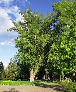 Тополь в Гідропарке