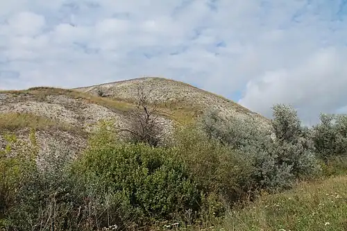 Тушнинская степь и заросли лоха.