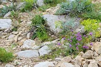 Участок каменистой степи