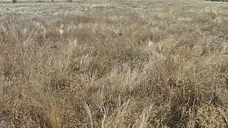 Степь ковыльная