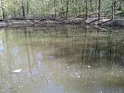 Лесной пруд на террасах Воробьёвых гор