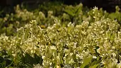 Хохлатка крупноприцветковая