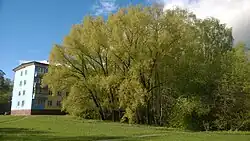 Лесной массив