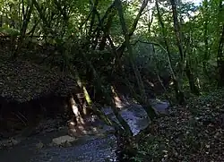 Река в Члинском лесу