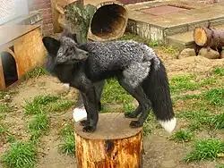 Молодая чёрно-бурая лисица, морфа обыкновенной (Vulpes vulpes)