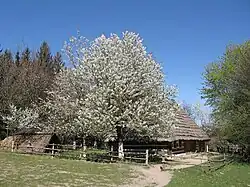 Крестьянский двор из села Мшанец (западная Бойковщина), конец XIX&nbsp;— начало XX века. Сруб жилого дома примыкает к хлеву, ток выполнял функцию сеней, вдоль тыльной стороны расположена пристройка-«загата». Этот тип замкнутого двора считается среди этнографов наиболее примитивным. Двор воссоздан в скансене в 1975 году