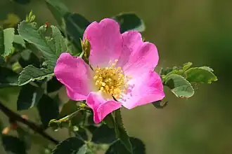 Rosa canina