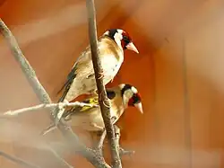 Черноголовый щегол (Carduelis carduelis)