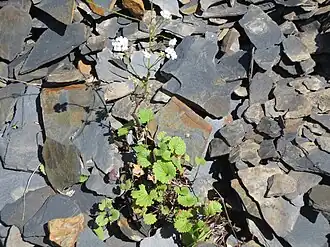 Соболевския кавказская (Sobolewskia caucasica)