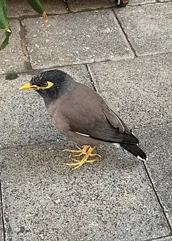 Обыкновенная майна в Тель-Авиве