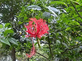 Гибискус рассечённолепестный