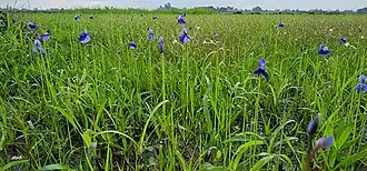 Пузырчатка траволистая