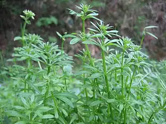 Побеги растения