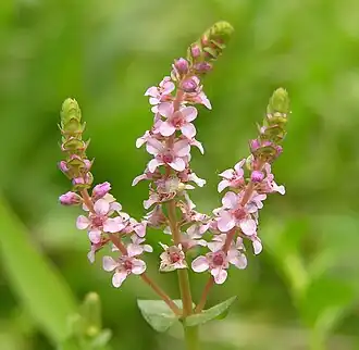 Верхушка цветущего соцветия