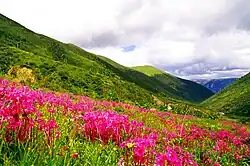 Луг возле Сангдуя, Дабба