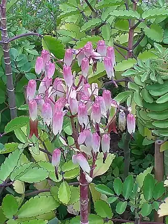 Каланхое перистое