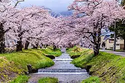 Сакура в Инавасиро