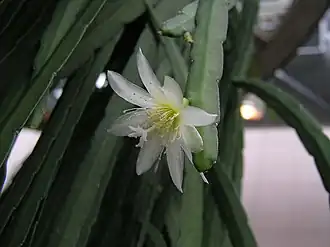 Lymanbensonia crenata