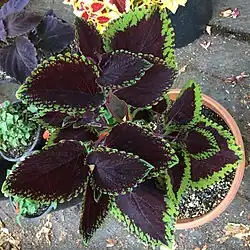 'Giant Exhibition Magma'