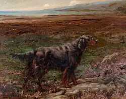 Шотландский сеттер