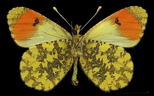 Anthocharis damone ♂   △