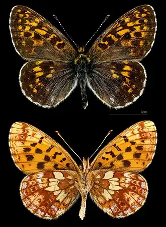 Перламутровка альпийская