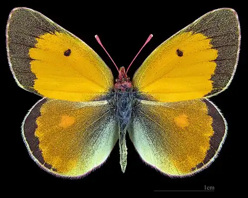 Colias myrmidone   ♂