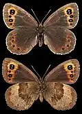 Erebia aethiops  ♀