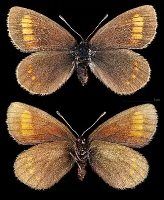 Erebia pharte  ♀