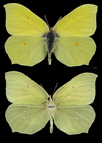 Крушинница (самец)