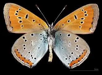 ♂ △  Самец. Нижняя сторона крыльев