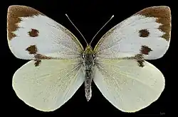 Капустница, самка