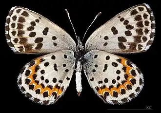 Scolitantides o. orion  ♀ △