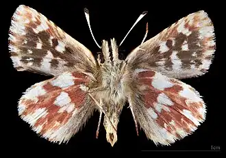 Spialia sertorius ♂ △