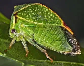 Stictocephala bisonia