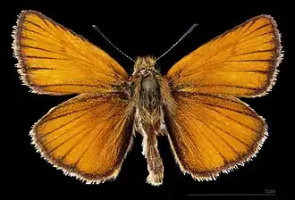 Thymelicus lineola ♂