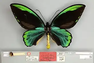 Ornithoptera allotei