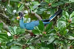 Турако в листве дерева