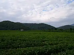 Чайные плантации в сельском округе