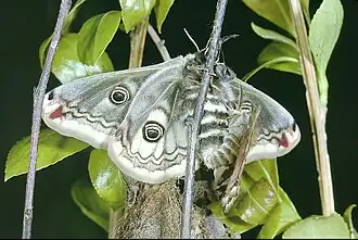 10 Accouplement de Saturnia Pavonia 1992