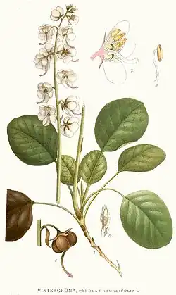 Грушанка круглолистная (Pyrola rotundifolia). Типовой вид типового рода трибы. Ботаническая иллюстрация из книги К. А. М. Линдмана Bilder ur Nordens Flora, 1917—1926