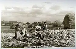 Сельскохозяйственные работы в колонии Дармштадт. 1918 год