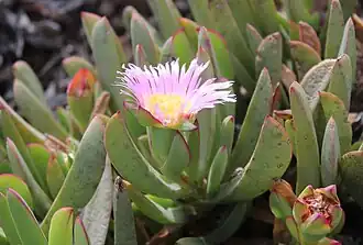 Carpobrotus mellei