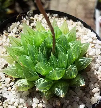Haworthia cooperi